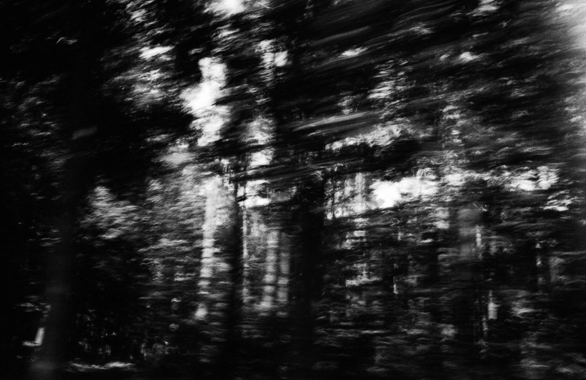 Thumbnail /2022 Berlin/trees in motion.jpg